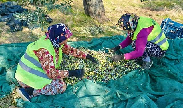 Burhaniye’de Zeytin Hasadı Başladı 1 burhaniyede zeytin hasadi basladi