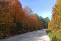 Bilecik Bozcaarmut’ta Sonbaharın Büyüleyici Renkleri