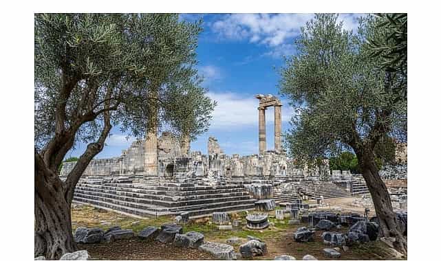 26 kasim dunya zeytin agaci gununde didim belediyesinden anlamli mesaj
