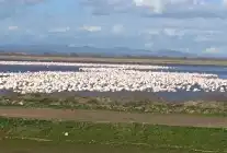 CHP’li Yazgan’dan Gala Gölü’nün Korunması İçin Soru Önergeleri