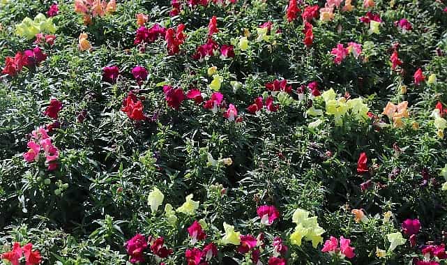 antalyada 4 milyon cicek toprakla bulusuyor