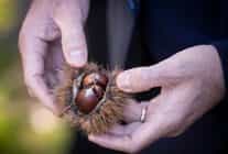 baskan tugay beydagda kestane ureticileri ile bir araya geldi