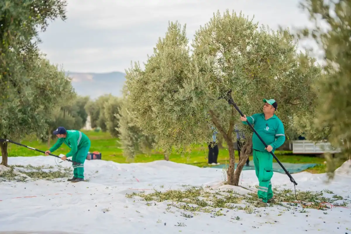Muğla’nın Milas ilçesinde zeytin hasadı başladı.