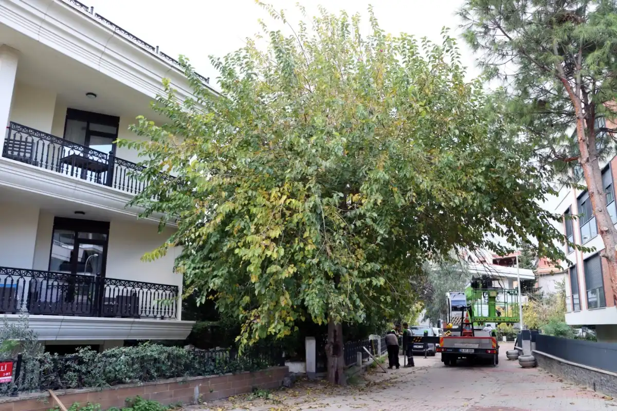 İstanbul Maltepe’de Budama Sezonu Başladı