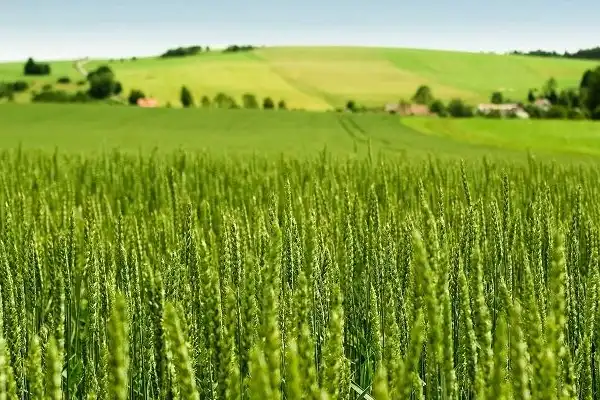 Tarım-ÜFE Yıllık %45,40 Arttı: Tek Yıllık Bitkisel Ürünlerde Sert Fiyat Artışı