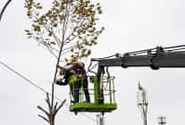 maltepede budama zamani