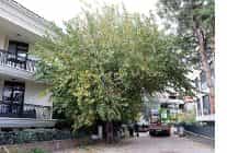 maltepenin agaclari saglikli buyumesi icin budaniyor