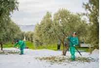 milas belediyesi zeytin hasadina basladi