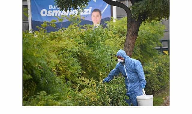 osmangazide sehrin sagligi icin kollar sivandi