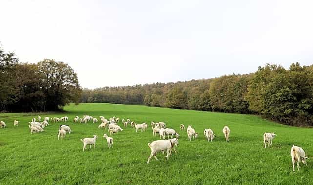 sut otu destegi meralari berekete kavusturdu