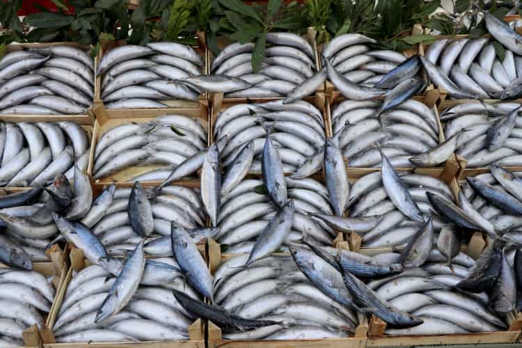 Av Sezonunun İlk Üç Ayında Hamsi Zirvede