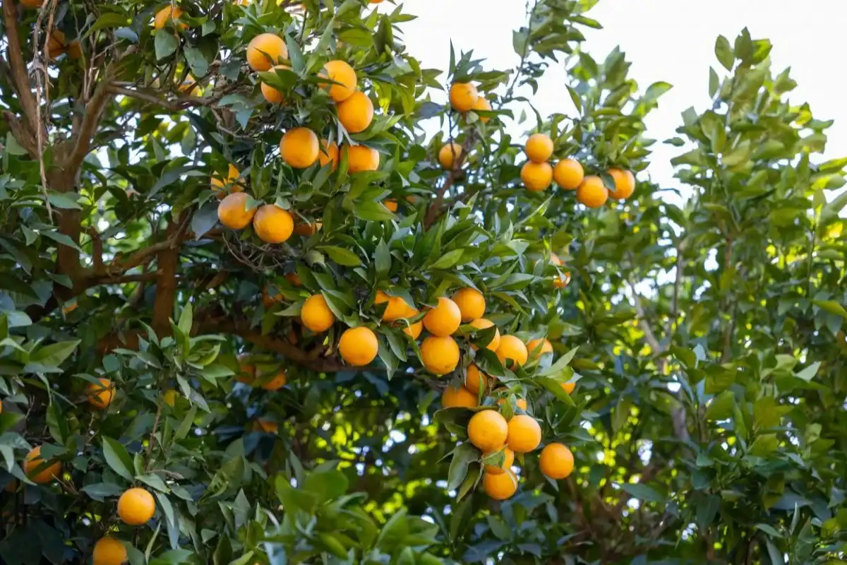 Mersin Kan Portakalı’na Coğrafi İşaret Tescili