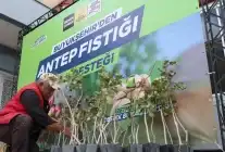 Konya’da Fıstık Ekimi Güçleniyor