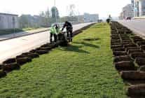 agaclar yeni yerlerinde hayat bulacak