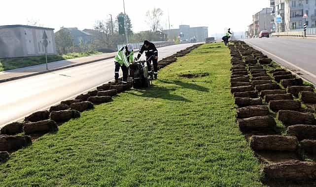 agaclar yeni yerlerinde hayat bulacak