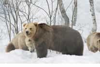 boz ayinin kisi 7 aralik pazar 20 00de national geographic wild ekranlarinda