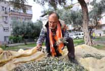 bucada zeytin hasadi zamani