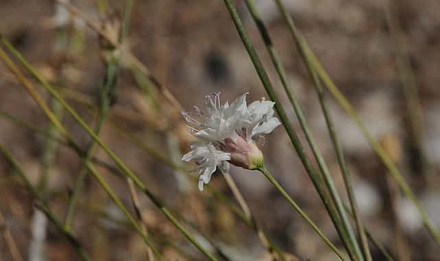 “Çameli pelemiri” bitki literatürüne kazandırıldı 1 cameli pelemiri bitki literaturune kazandirildi