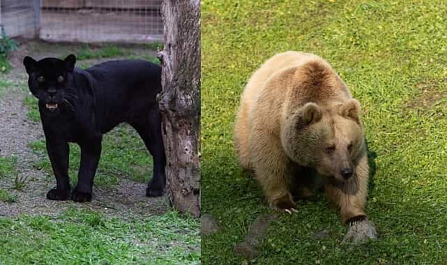 juliet ve yumuk da artik izmirli oldu