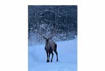 karla kapli kuzuyaylada kizil geyik goruntulendi