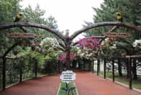 keciorende modern serada uretilen cicekler ilceyi susluyor