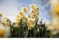 bayindir nergis festivalinde gokce ruzgari esecek