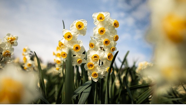 bayindir nergis festivalinde gokce ruzgari esecek