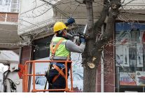 budama calismalarindan yakacak elde ediliyor
