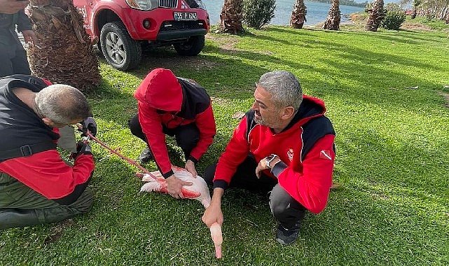 İzmir İtfaiyesi ayağına misina dolanan flamingoyu kurtardı 1 izmir itfaiyesi ayagina misina dolanan flamingoyu kurtardi