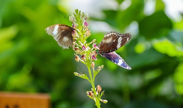 konyanin turizm yildizi konya tropikal kelebek bahcesi 2025te 603 bin toplamda 4 milyon 136 bin 888 ziyaretciyi agirladi