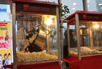 maltepede somestir sevinci cocuk senligine donustu