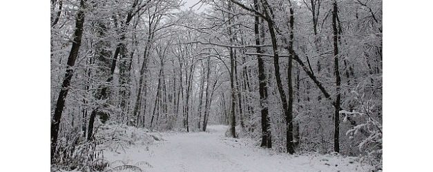 ormanyada kartpostallik kis manzaralari