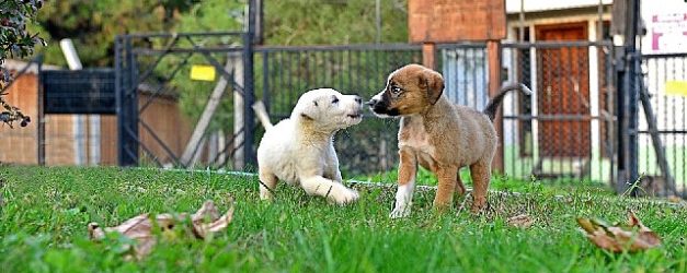 osmangazi belediyesi can dostlarin umudu oluyor